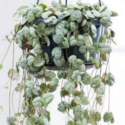 Ceropegia Linearis Subsp. Woodii -Garden Plant Store pl2000034471 card4 lg