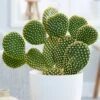 Opuntia Microdasys -Garden Plant Store pl2000034473