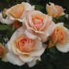 Rosa Sweet Honey ('Kormecaso') (PBR)