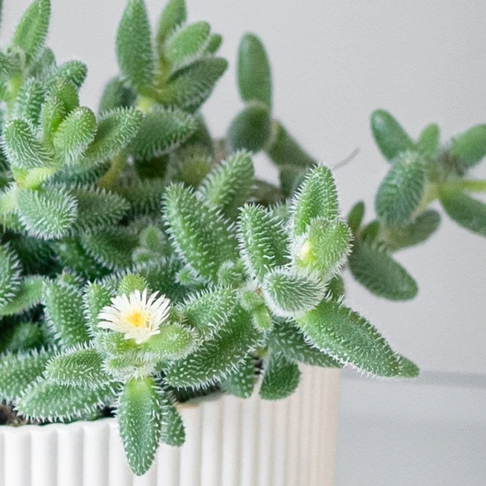 Delosperma echinatum Delosperma Echinatum -Garden Plant Store pl2000035839 card2 lg
