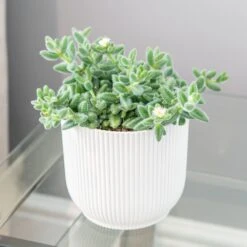 Delosperma Echinatum 2 Delosperma Echinatum -Garden Plant Store pl2000035839 card3 lg