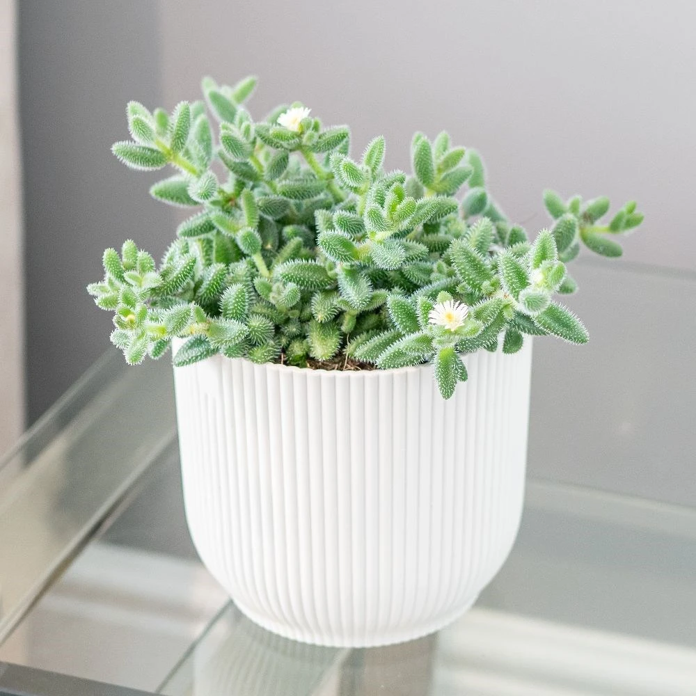 Delosperma echinatum Delosperma Echinatum -Garden Plant Store pl2000035839 card3 lg