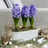 Scented Blue Hyacinths In A Ceramic Bowl