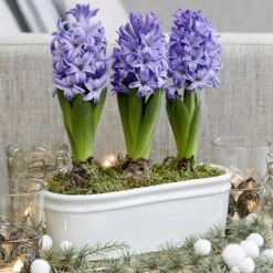 Scented Blue Hyacinths In A Ceramic Bowl 2 Scented Blue Hyacinths In A Ceramic Bowl -Garden Plant Store pl2000035859 card3 lg