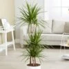 Dracaena Marginata -Garden Plant Store pl2000035885