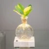 Hydroponic Clusia Rosea 'Princess' (PBR) And LED Light -Garden Plant Store pl2000035890