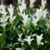 Euonymus Japonicus Paloma Blanca ('Lankveld03') (PBR)
