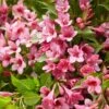 Weigela Picobella Rosa ('Tvp2') (PBR) -Garden Plant Store pl2000036122