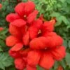 Campsis × Tagliabuana Summer Jazz Fire Trumpet ('Takarazuka Fresa') (Summer Jazz Series) (PBR) 2 Campsis × Tagliabuana Summer Jazz Fire Trumpet ('Takarazuka Fresa') (Summer Jazz Series) (PBR) -Garden Plant Store pl2000036126
