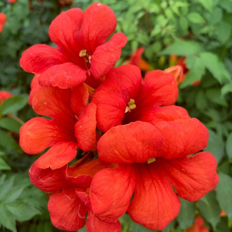 Campsis × tagliabuana Summer Jazz Fire Trumpet ('Takarazuka Fresa') (Summer Jazz Series) (PBR) Campsis × Tagliabuana Summer Jazz Fire Trumpet ('Takarazuka Fresa') (Summer Jazz Series) (PBR) -Garden Plant Store pl2000036126