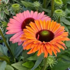 Echinacea SunSeekers Rainbow ('IFECSSRA') (PBR) (SunSeekers Series) -Garden Plant Store pl2000036167 card3 lg