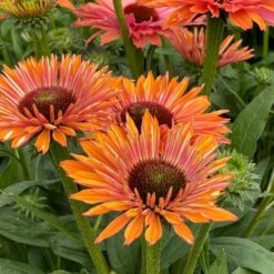 Echinacea SunSeekers Rainbow ('IFECSSRA') (PBR) (SunSeekers Series) -Garden Plant Store pl2000036167 card4 lg