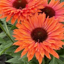 Echinacea SunSeekers Rainbow ('IFECSSRA') (PBR) (SunSeekers Series) -Garden Plant Store pl2000036167 card5 lg