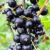 Blackcurrant 'Ben Sarek' -Garden Plant Store pl2000036214