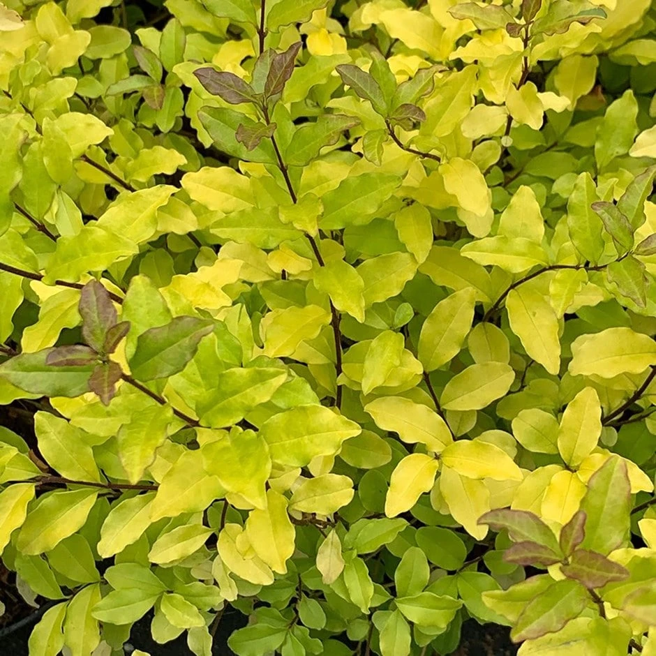 Ligustrum ovalifolium 'Lemon and Lime' Ligustrum Ovalifolium 'Lemon And Lime' -Garden Plant Store pl2000036216