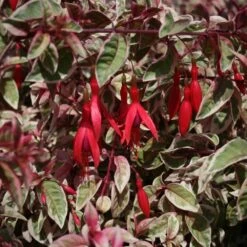 Fuchsia 'Sunray' -Garden Plant Store pl2000036241 card3 lg