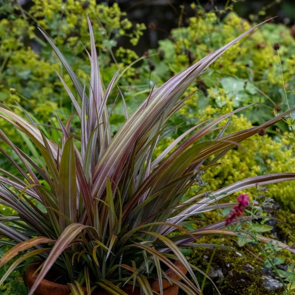 Astelia nervosa 'Westland' Astelia Nervosa 'Westland' -Garden Plant Store pl2000036243