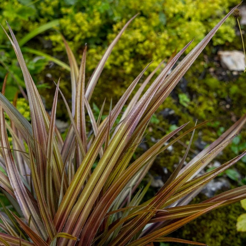 Astelia nervosa 'Westland' Astelia Nervosa 'Westland' -Garden Plant Store pl2000036243 card2 lg