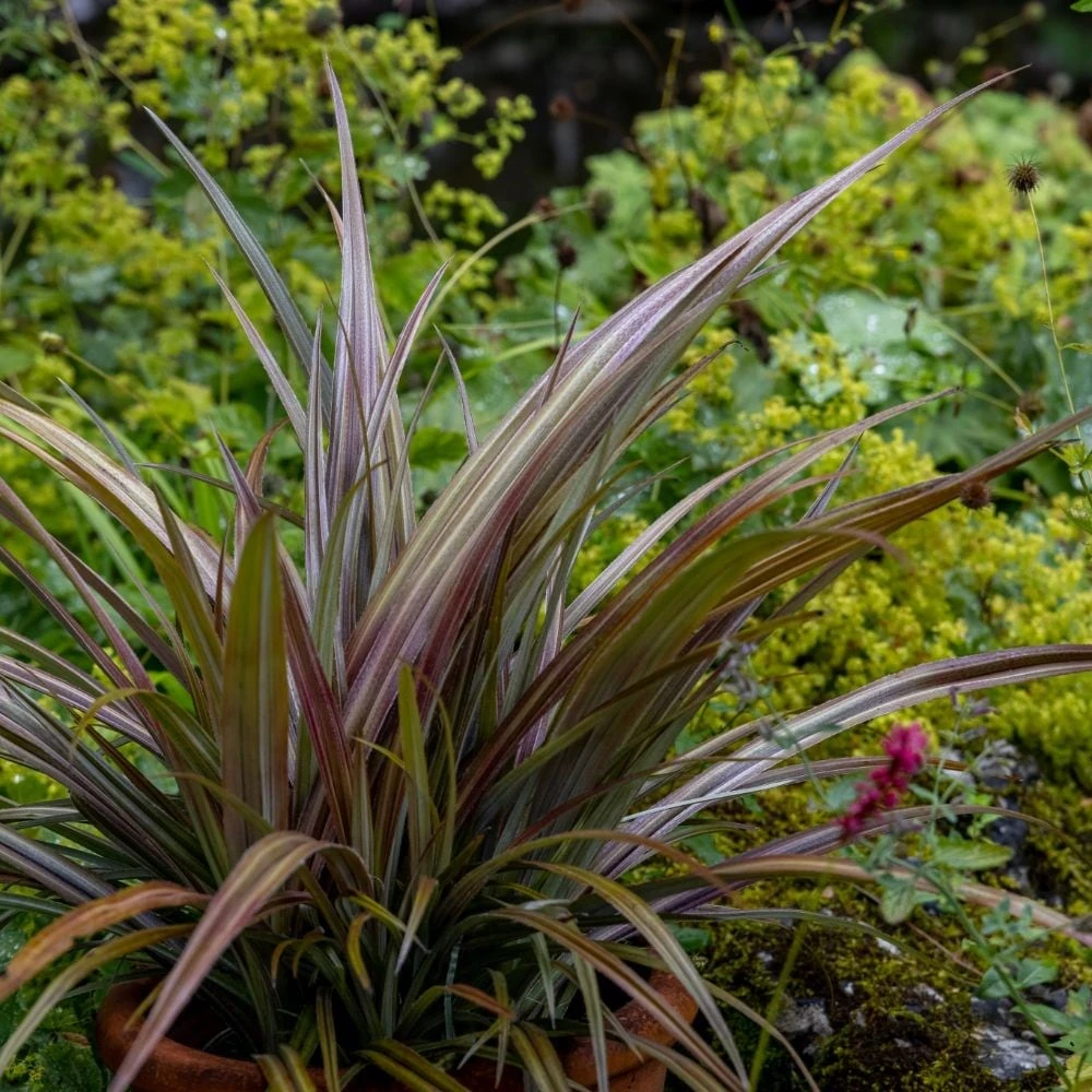 Astelia nervosa 'Westland' Astelia Nervosa 'Westland' -Garden Plant Store pl2000036243 card3 lg