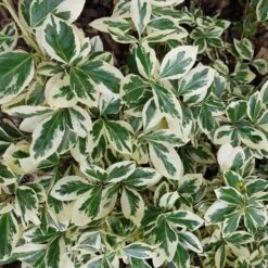 Euonymus Fortunei 'Silver Queen'