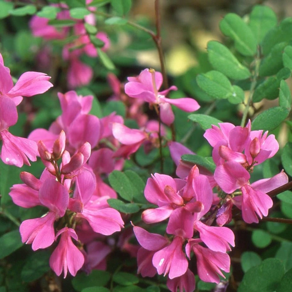Indigofera himalayensis 'Silk Road' (PBR) Indigofera Himalayensis 'Silk Road' (PBR) -Garden Plant Store pl2000036285