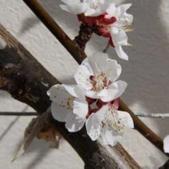 Apricot 'Tomcot' -Garden Plant Store pl2000036817 card3 lg