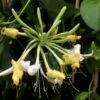 Lonicera Periclymenum 'Sweet Sue'