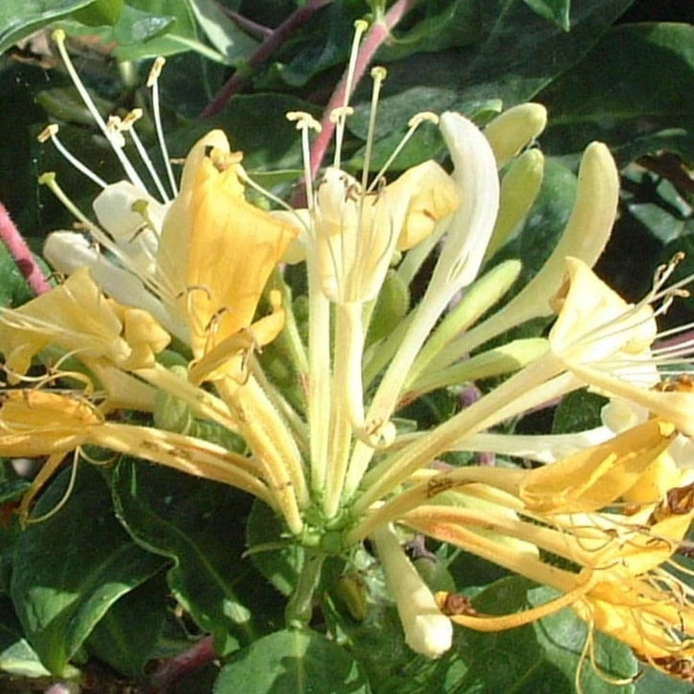 Lonicera periclymenum 'Sweet Sue' Lonicera Periclymenum 'Sweet Sue' -Garden Plant Store pl2000036881 card2 lg