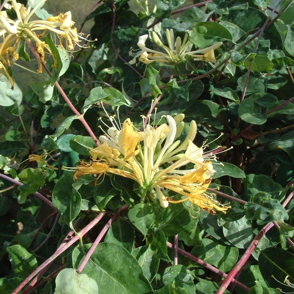 Lonicera periclymenum 'Sweet Sue' Lonicera Periclymenum 'Sweet Sue' -Garden Plant Store pl2000036881 card3 lg