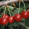 Cherry 'Morello'
