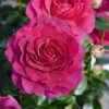 Rosa Timeless Purple ('Noa38121') (PBR) -Garden Plant Store pl2000036975