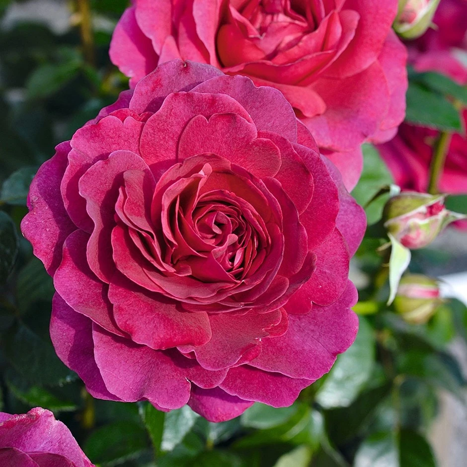 Rosa Timeless Purple ('Noa38121') (PBR) Rosa Timeless Purple ('Noa38121') (PBR) -Garden Plant Store pl2000036975