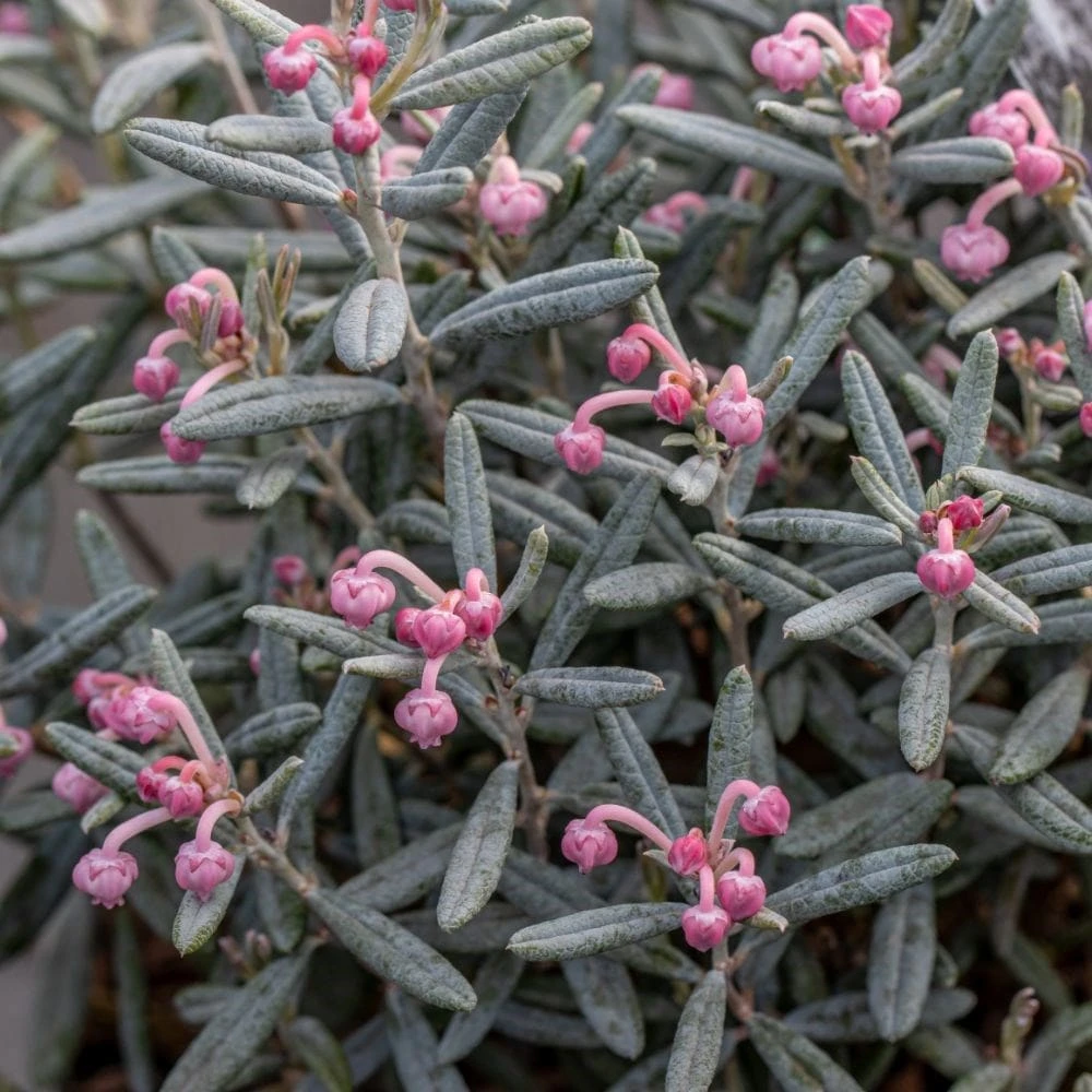 Andromeda polifolia 'Blue Lagoon' Andromeda Polifolia 'Blue Lagoon' -Garden Plant Store pl2000037070 card2 lg