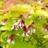 Leycesteria Golden Lanterns ('Notbruce') (PBR) -Garden Plant Store pl2000037169
