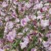 Cytisus 'Moyclare Pink' -Garden Plant Store pl2000037175