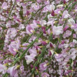 Cytisus 'Moyclare Pink' -Garden Plant Store pl2000037175 card3 lg