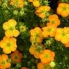 Potentilla Fruticosa Bella Sol ('Hachdon') (PBR)