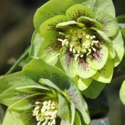Helleborus × Hybridus Harvington Double Green Speckled -Garden Plant Store pl2000037226 card2 lg