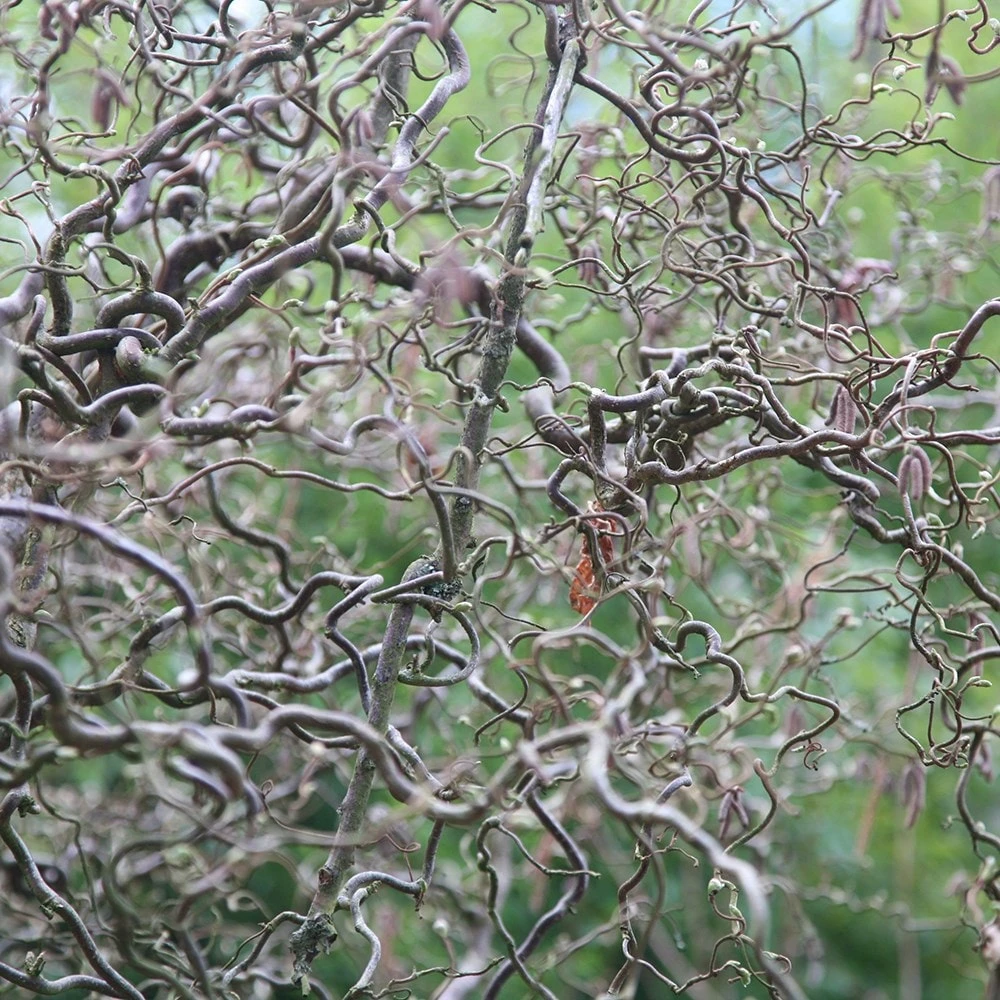 Corylus avellana 'Contorta' Corylus Avellana 'Contorta' -Garden Plant Store pl2000037242 card2 lg