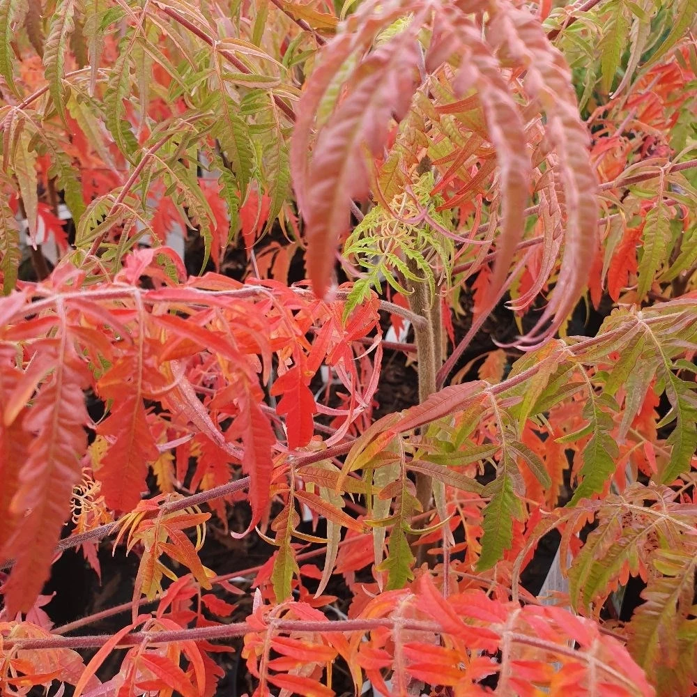 Rhus typhina Tiger Eyes ('Bailtiger') Rhus Typhina Tiger Eyes ('Bailtiger') -Garden Plant Store pl2000037246 card2 lg