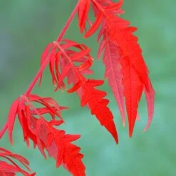 Rhus Typhina Tiger Eyes ('Bailtiger') 2 Rhus Typhina Tiger Eyes ('Bailtiger') -Garden Plant Store pl2000037246 card3 lg
