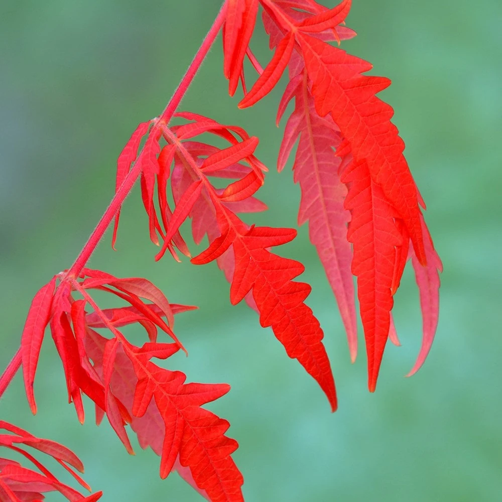 Rhus typhina Tiger Eyes ('Bailtiger') Rhus Typhina Tiger Eyes ('Bailtiger') -Garden Plant Store pl2000037246 card3 lg