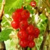 Redcurrant 'Rosetta' -Garden Plant Store pl2000037365