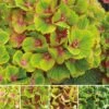 Hydrangea Macrophylla Magical Green Delight ('Hokomagrede') (PBR) -Garden Plant Store pl2000037395