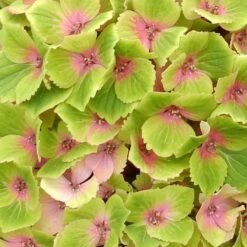 Hydrangea Macrophylla Magical Green Delight ('Hokomagrede') (PBR) -Garden Plant Store pl2000037395 card3 lg