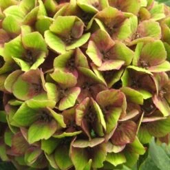Hydrangea Macrophylla Magical Green Delight ('Hokomagrede') (PBR) -Garden Plant Store pl2000037395 card4 lg