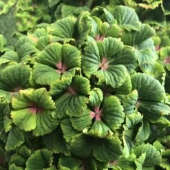 Hydrangea Macrophylla Magical Green Delight ('Hokomagrede') (PBR) -Garden Plant Store pl2000037395 card5 lg
