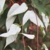 Actinidia Tetramera Var. Maloides -Garden Plant Store pl2000037430