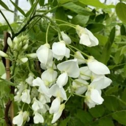 Wisteria Brachybotrys F. Albiflora 'Shiro-kapitan' -Garden Plant Store pl2000037435 card3 lg