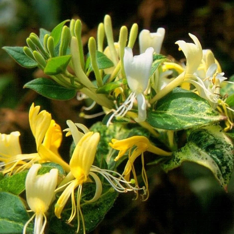 Lonicera japonica 'Horwood Gem' Lonicera Japonica 'Horwood Gem' -Garden Plant Store pl2000037444